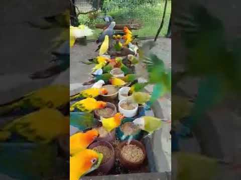 انشوده ناديت قلبي منكسرا