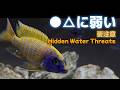 水換えで魚が全滅!?残留塩素以外の脅威とは【熱帯魚水槽】/ Water Quality Fix + Victoria Lake Fish Collection