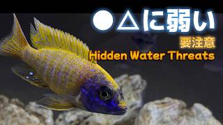 Cichlid Tank Disaster & Water Quality Fix + Victoria Lake Fish
