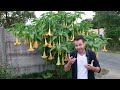 Brurgmansia datura culture et bouture