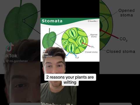Video: Felsökning av blomkålsproblem – varför vissnar mina blomkålar
