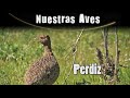 PERDIZ - Serie Nuestras Aves