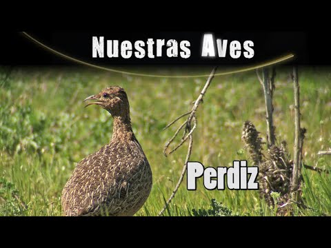 Video: Perdiz gris: ¿qué tipo de ave es, dónde vive y qué come?