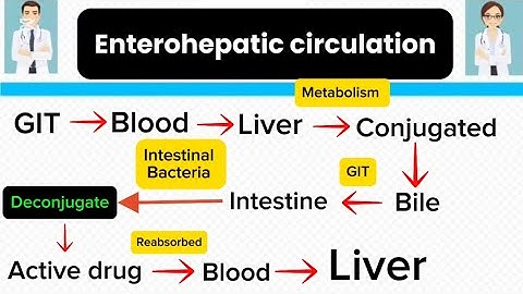 What is Enterohepatic circulation ? | Made easy and fully explained