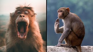 Funny Monkeys That Will Definitely Brighten Your Day 😍 Funniest Animals