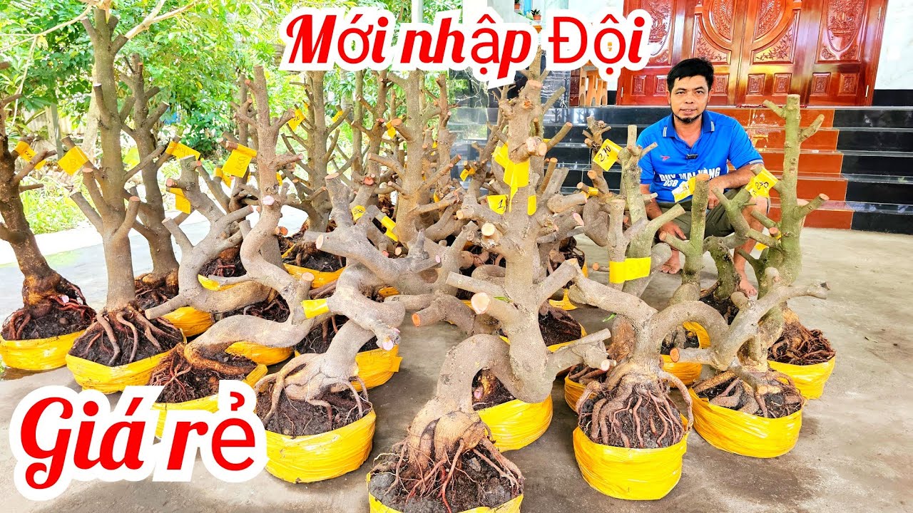 A Duy 📲 0384834321 khui vườn mới quái cây dáng long mai giảo Thủ Đức 2/3  (@MaivàngQuêdừa)