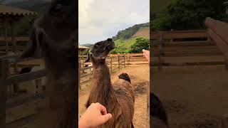 Olha só o que o Lhama Rodolfo aprontou com os visitantes !!