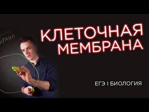 Видео: Разница между клеточной мембраной и цитоплазмой