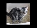 Pooping American Shorthair Cat の動画、YouTube動画。