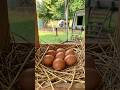 Hai mai pensato di allevare delle galline in casa?