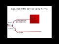 Spinal nerves