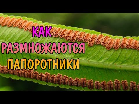 КАК РАЗМНОЖАЮТСЯ ПАПОРОТНИКИ