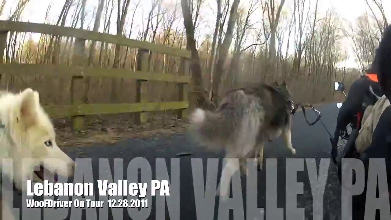 Dog Videos | Husky Dog | Adventures with Husky Dog | WooFDriver Tour - Lebanon Valley PA POV dog funny names
