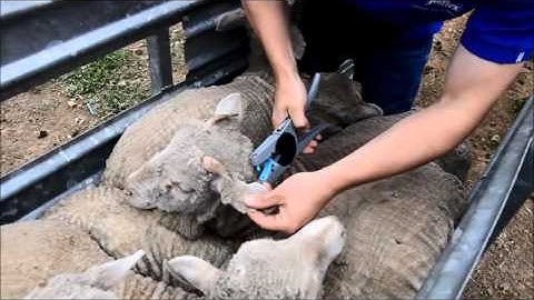 Applying FlexiTags with the FlexiTagger