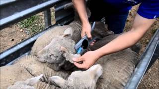 Applying FlexiTags with the FlexiTagger Applying FlexiTags with the FlexiTagger