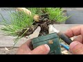 チョンマゲ落とした後の黒松【KRM4】 #盆栽 #bonsai