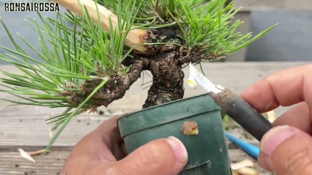 チョンマゲ落とした後の黒松【KRM4】 #盆栽 #bonsai