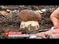 Де вродили гриби та чому в осінній сезон ціни на них не падають