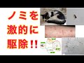 大量発生したノミを激的に駆除する方法！保護猫 野良猫【ノミ駆除】