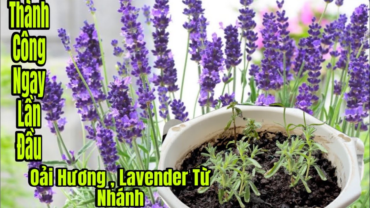 Cách Trồng Hoa Lavender / Oải Hương Từ Nhánh Ở Sài Gòn ,Thành Công Ngay Lần Đầu Tiên 