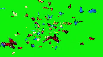 Green Screen Butterfly Effect