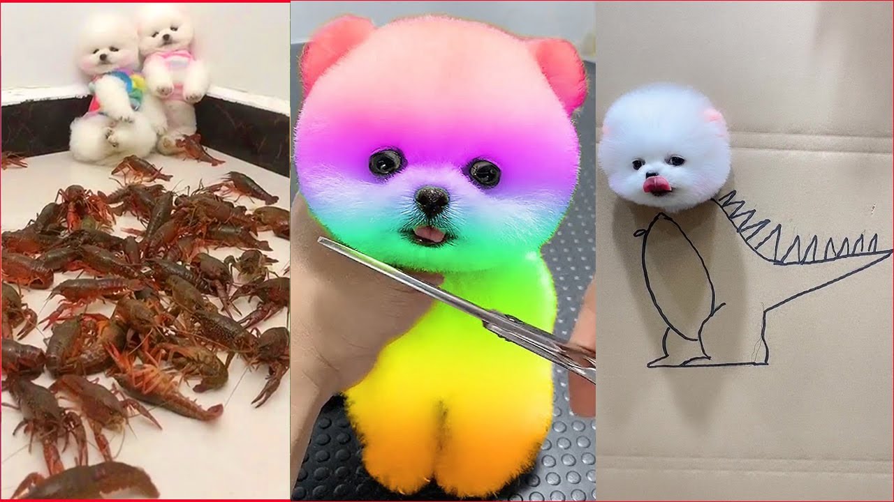 Tik Tok Chó Phốc Sóc Mini ???? Funny and Cute Pomeranian #66 - YouTube