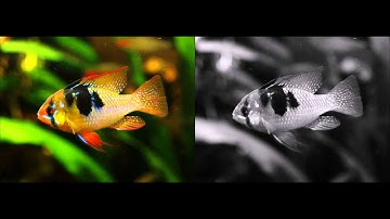 How to Compare Two Videos Side-By-Side with FFMPEG