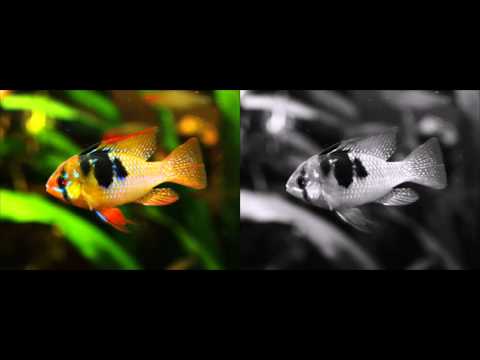 How to Compare Two Videos Side-By-Side with FFMPEG