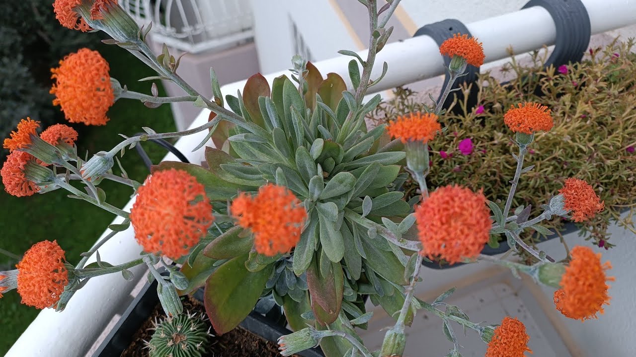 Selamün aleyküm Arkadaşlar İzmir'den Fulgez Açtı Balkonda#Şenledi  #aboneol #plants #flowers #çiçek 