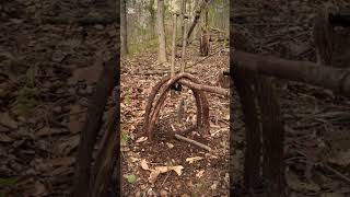How to make a trap  #hamster #wildliferescue #animaltrap #farming #birdtrap #tools #mousetrap