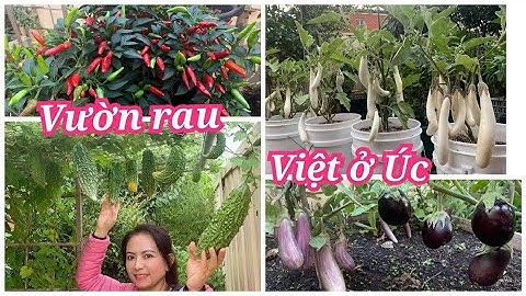 Thu hoạch mướp, khổ qua, cà trắng, cà tím, ớt sau vườn ở Úc|Harvesting vegetables from my garden