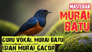 Masteran Murai Batu  Guru Vokal Murai Batu Isian Gacor