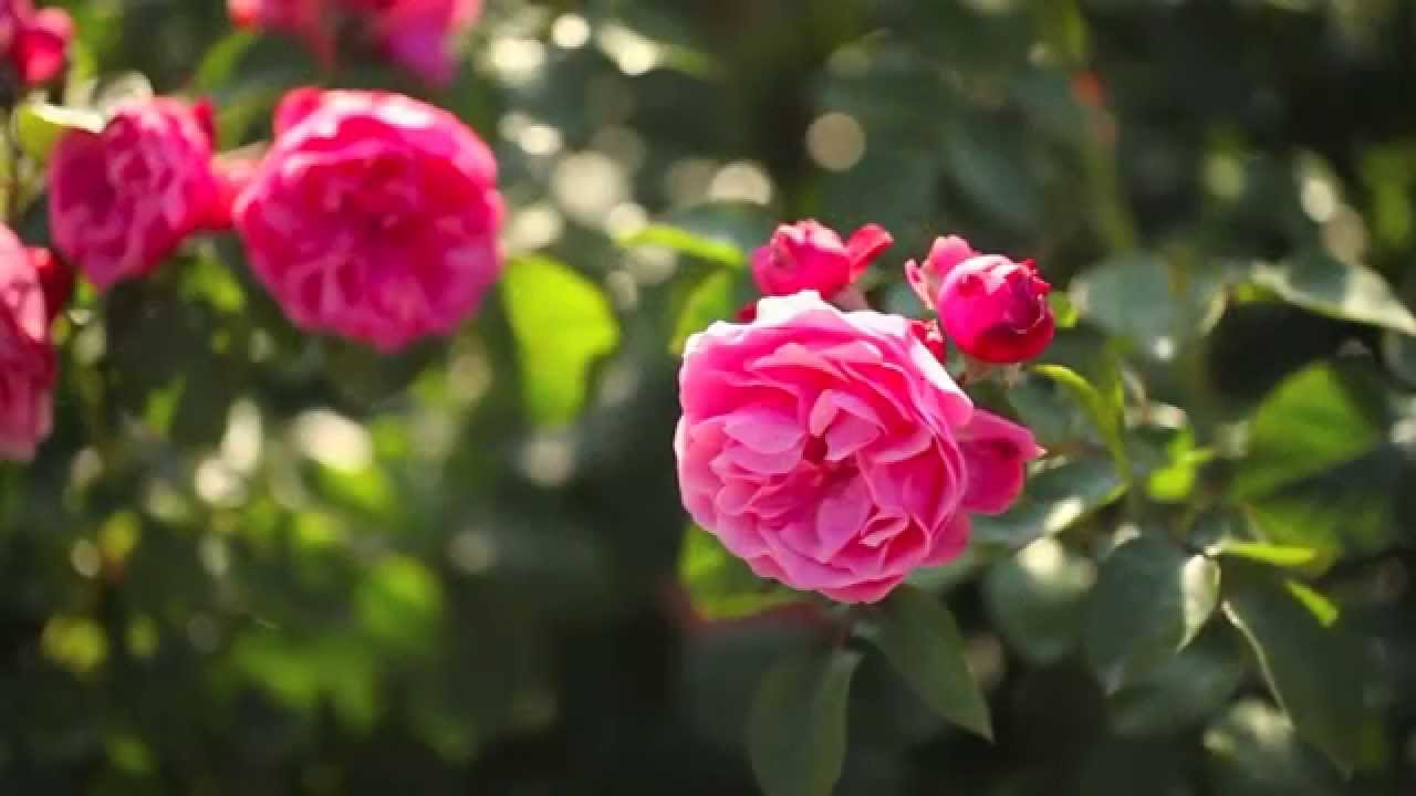 Odling på medeltiden skapa en egen medeltida trädgård! youtube