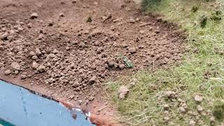 how to make a field for your farm toy display.