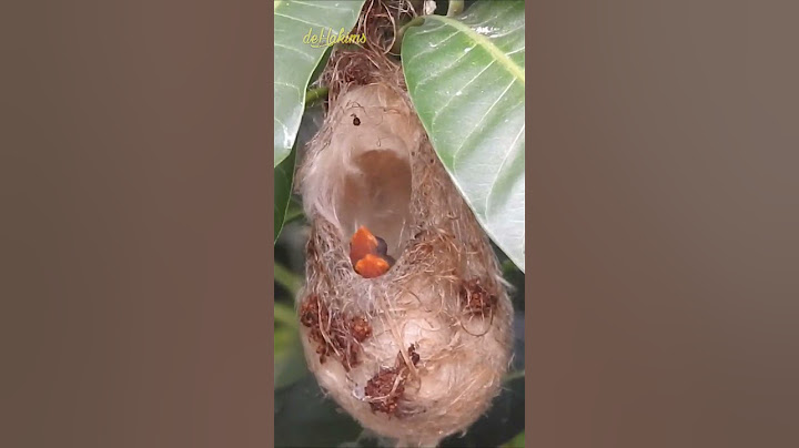 SARANG BURUNG ANEH MUNCUL DI DEKAT AVIARY DEHAKIMS !!
