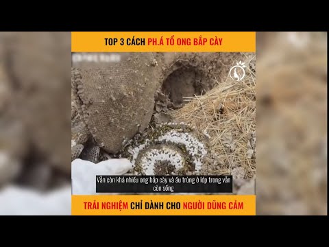 Video Cách troll ong mà không bao giờ sợ bị đốt | LT Revieq - youtube