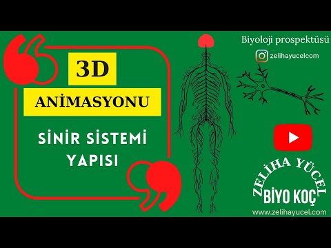 İmpuls iletimi- Sinaps
