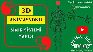 İmpuls iletimi- Sinaps #ayt #sistemler #animasyon