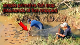 simple primitive fish trap thousands of fish trapped #survival #fishing