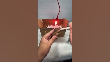 Hướng dẫn nuôi sóc con - LH : 0769279799