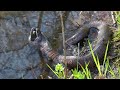 Water Snake Finds, Catches, & Eats Bullfrog