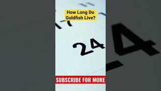 How Long Do Goldfish Live? 🤔🐠 #goldfish #goldfishfacts #goldfishfact #aquariumfishkeepers