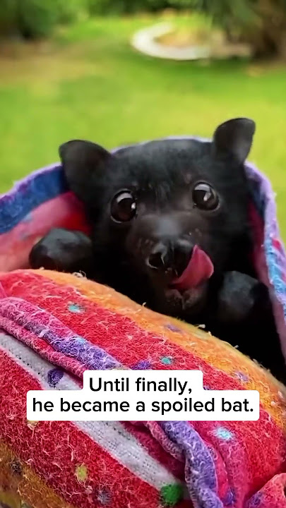 A man rescued a poor little bat #shorts #bat
