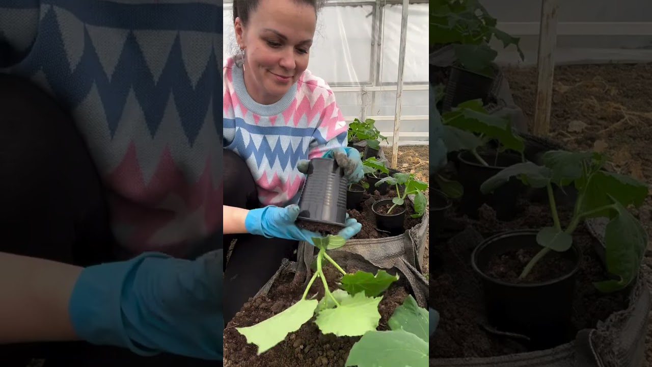 #garden #жизньзагородом #рецепты #огород #shorts