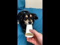 【自作】犬用知育玩具