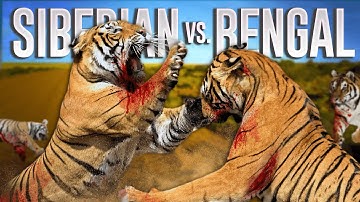 Battle of the Titans: Bengal Tiger vs Siberian Tiger