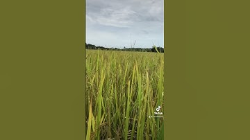 Cánh đồng lúa chín vàng đã đến mùa gặt lúa mời bạn về quê hương tôi nơi có hương lúa thơm ngào ngạt