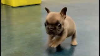 Tiny Frenchie says she didn't fall, she was just figure skating. Lottie puppy