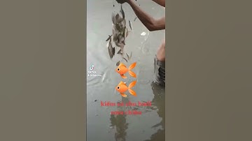 giăng lưới bắt cá và cái kết