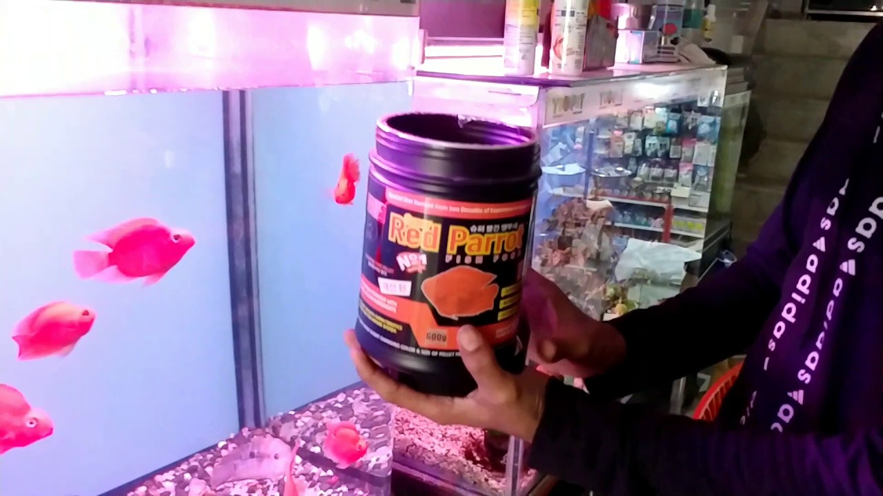 Best fish food Super red parrot fish food..blood red parrot fish YouTube